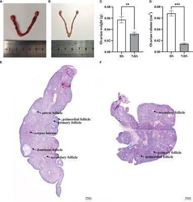 Seasonal changes in endoplasmic reticulum stress and ovarian steroidogenesis in the muskrats (Ondatra zibethicus)